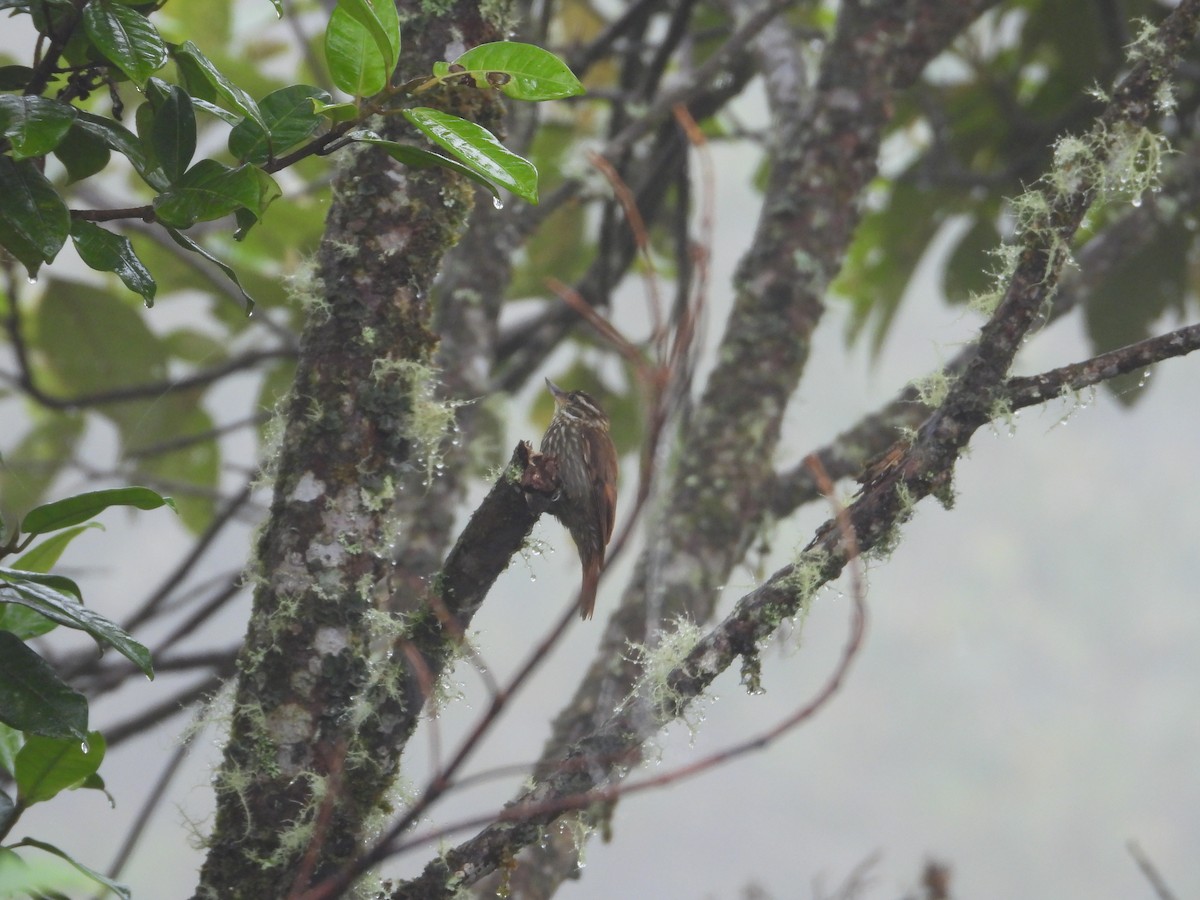 Streaked Xenops - ML645914737