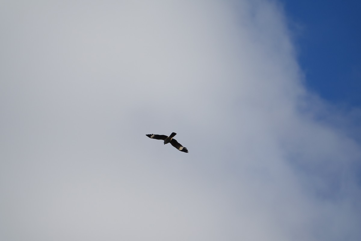 Yellow-headed Caracara - ML645914739