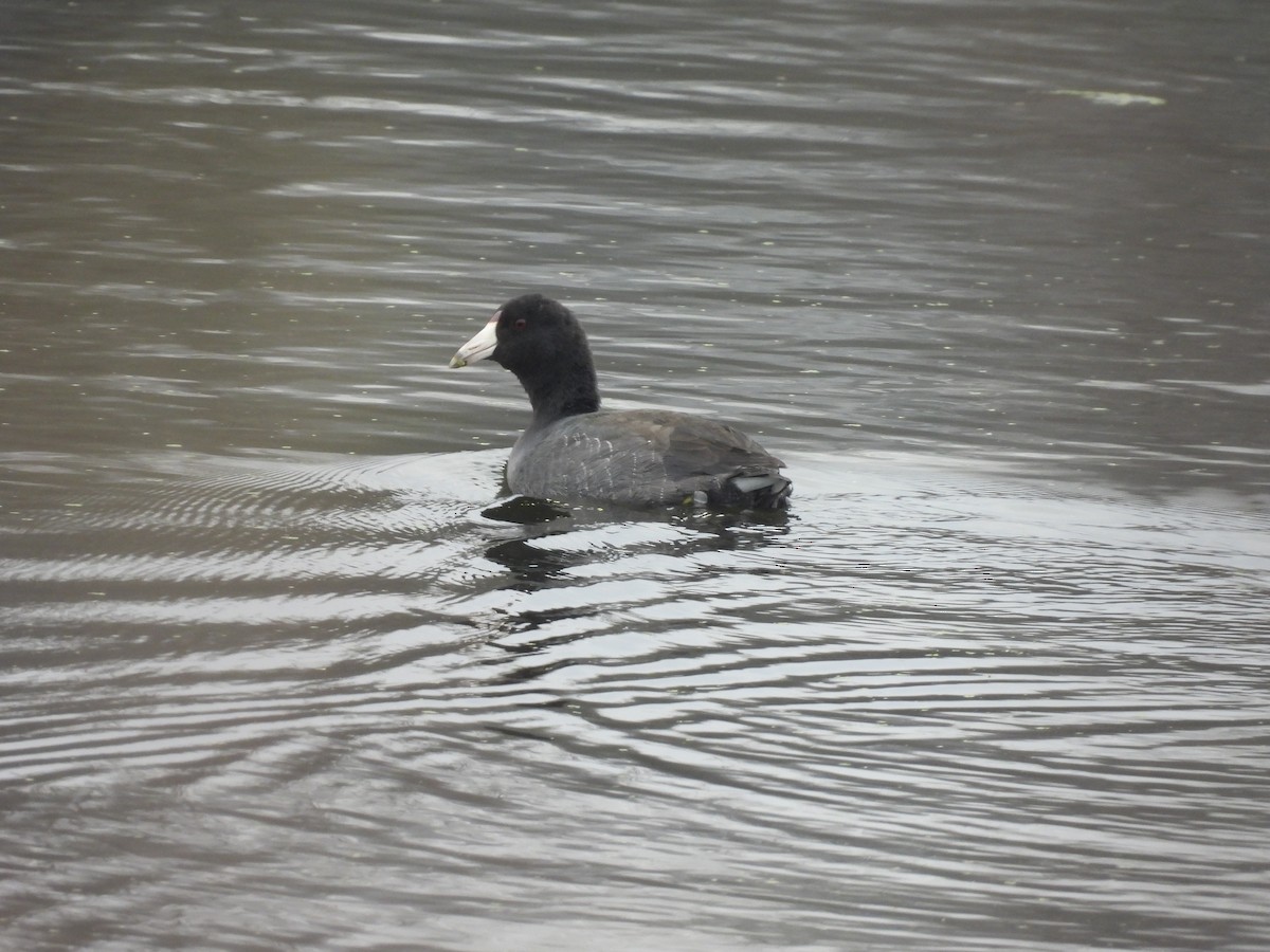 Indianerblässhuhn - ML645914741