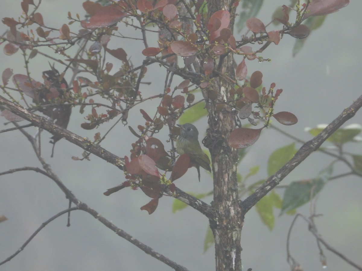 Streak-necked Flycatcher - ML645914744