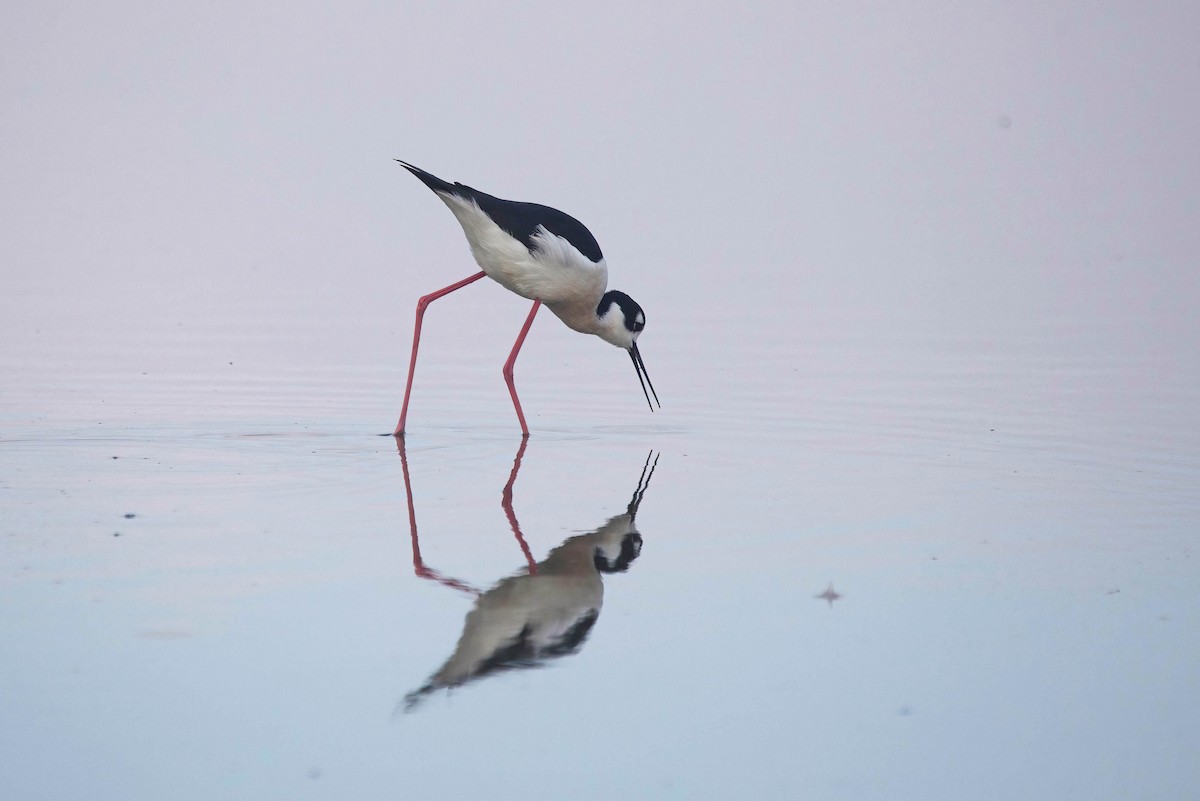 eBird Checklist - 25 Nov 2025 - Don Edwards NWR--entrance road (Grand ...
