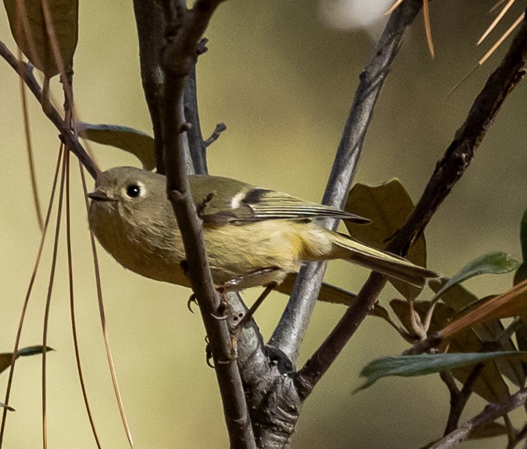Ruby-crowned Kinglet - ML645914750