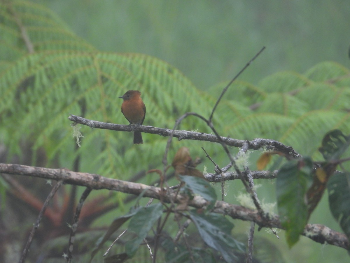 Cinnamon Flycatcher - ML645914751
