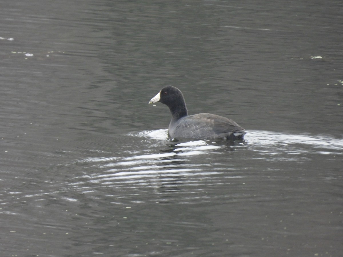 Indianerblässhuhn - ML645914752