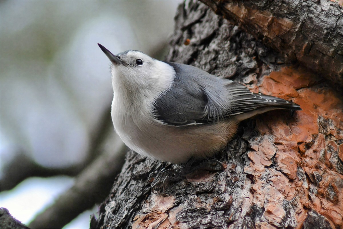 White-breasted Nuthatch - ML645914753
