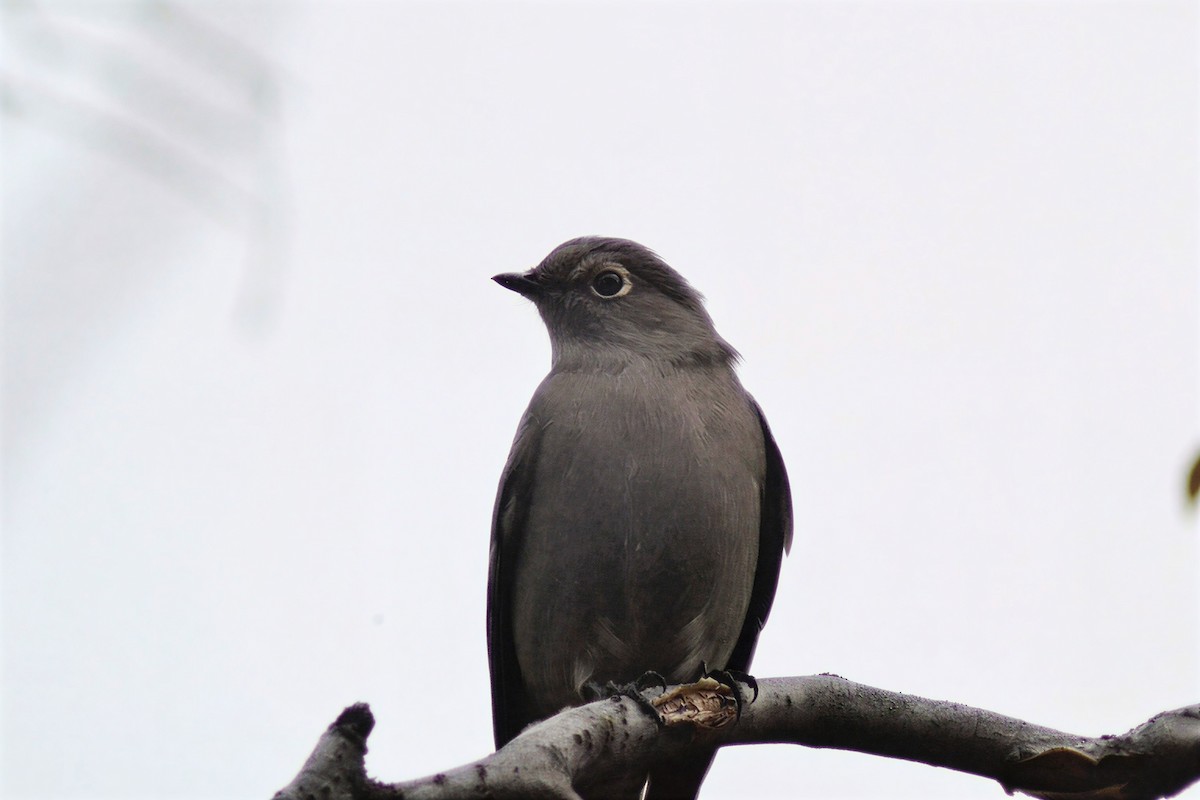 Townsend's Solitaire - ML645914757