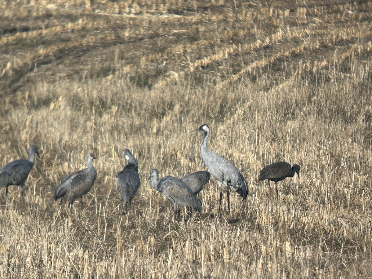 jeřáb popelavý - ML645914759