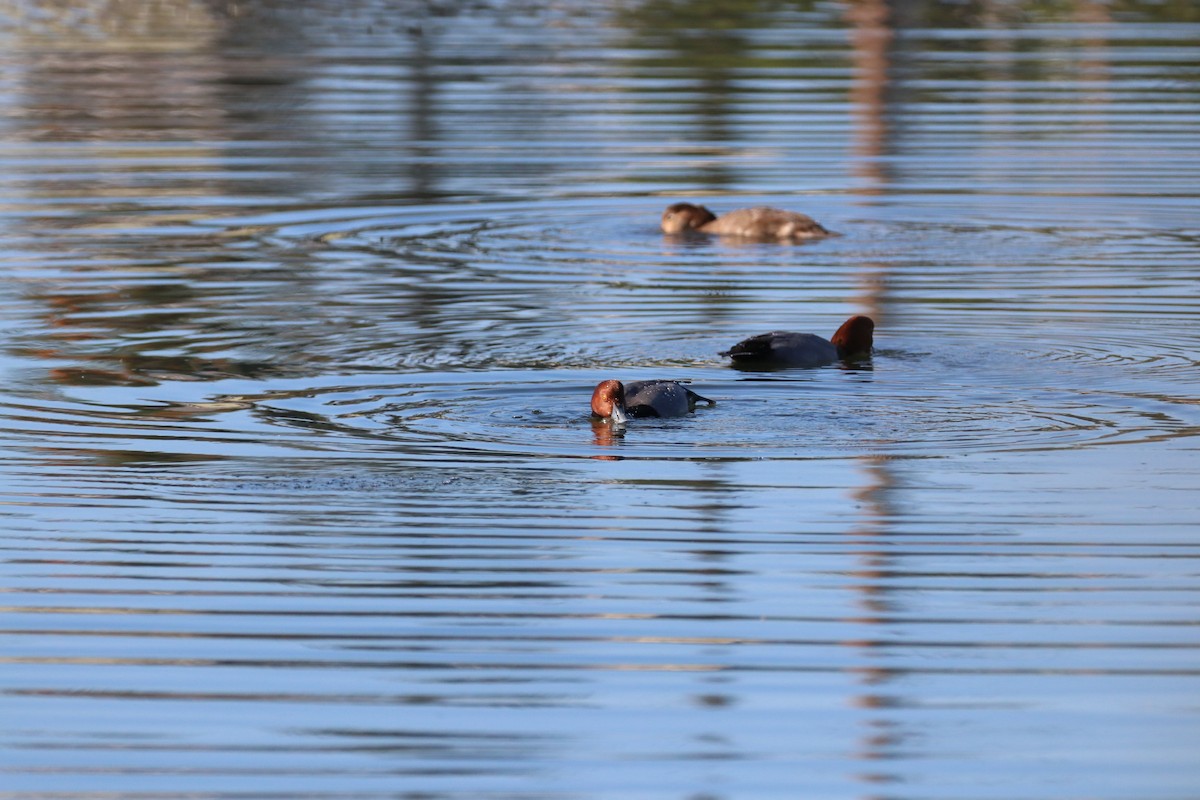 polák americký - ML645914760