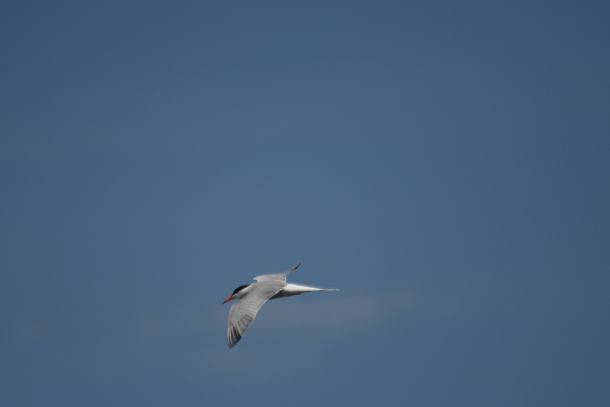 Common Tern - ML645914773