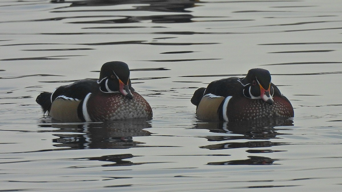Wood Duck - ML645914785