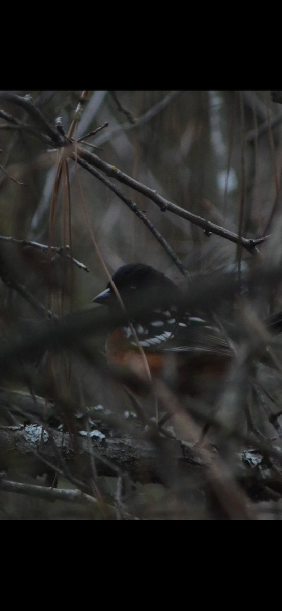 Spotted Towhee - ML645914789