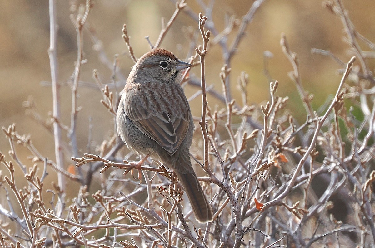 ズアカスズメモドキ - ML645914793