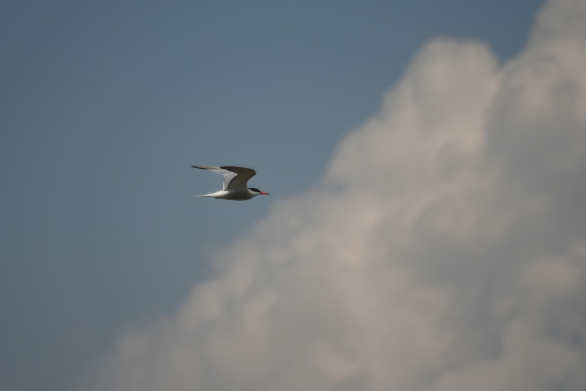 Common Tern - ML645914801