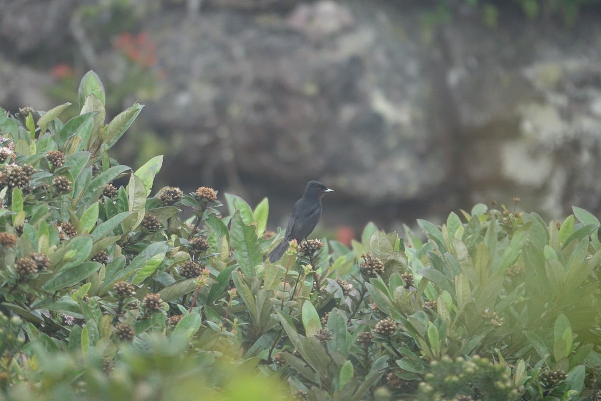 Velvety Black-Tyrant - ML645914805