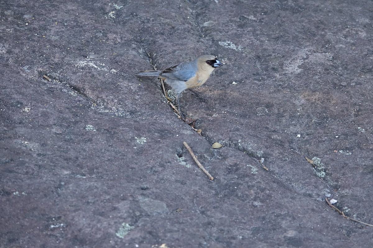 Cinnamon Tanager - ML645914816