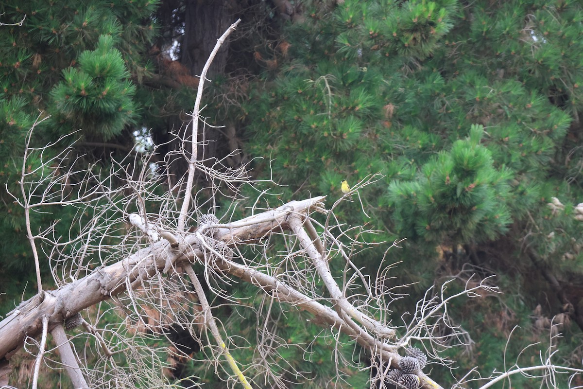 Black-chinned Siskin - ML645914819