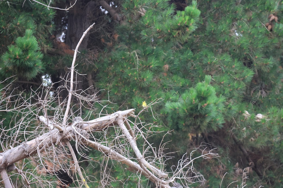 Black-chinned Siskin - ML645914820