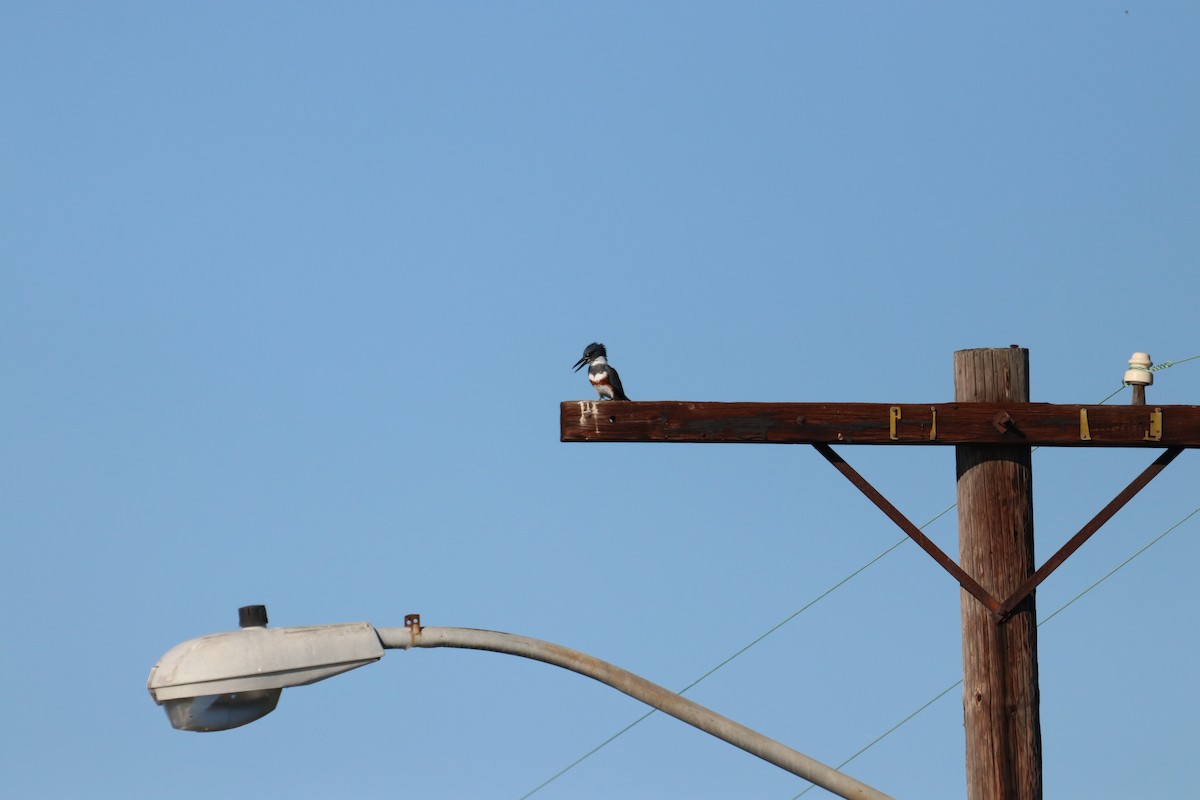 rybařík pruhoprsý - ML645914825