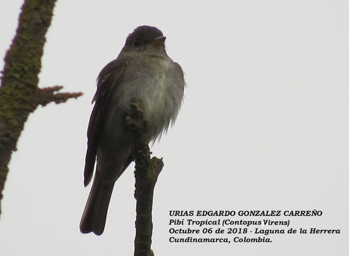 Eastern Wood-Pewee - ML645914828
