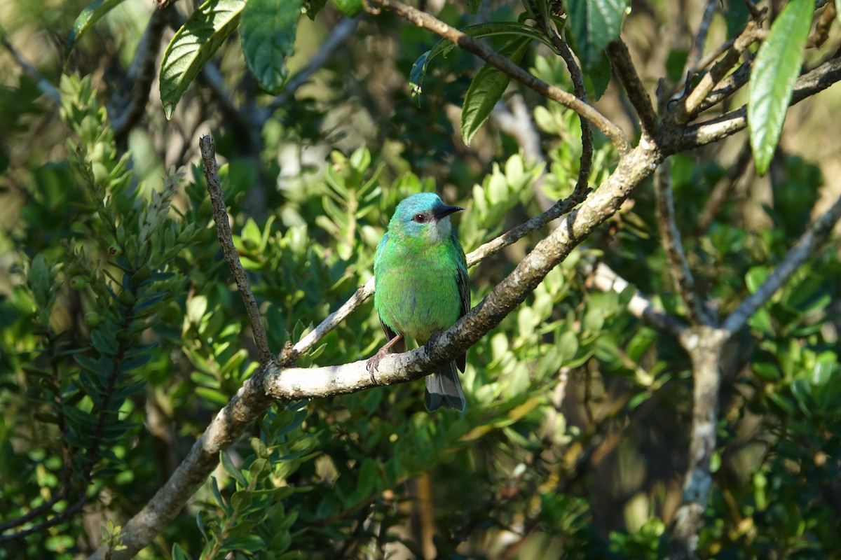 Blue Dacnis - ML645914831
