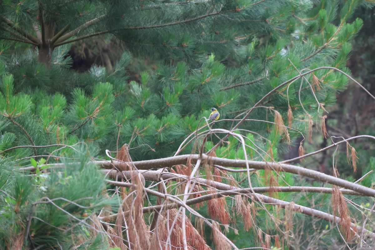 Gray-hooded Sierra Finch - ML645914839