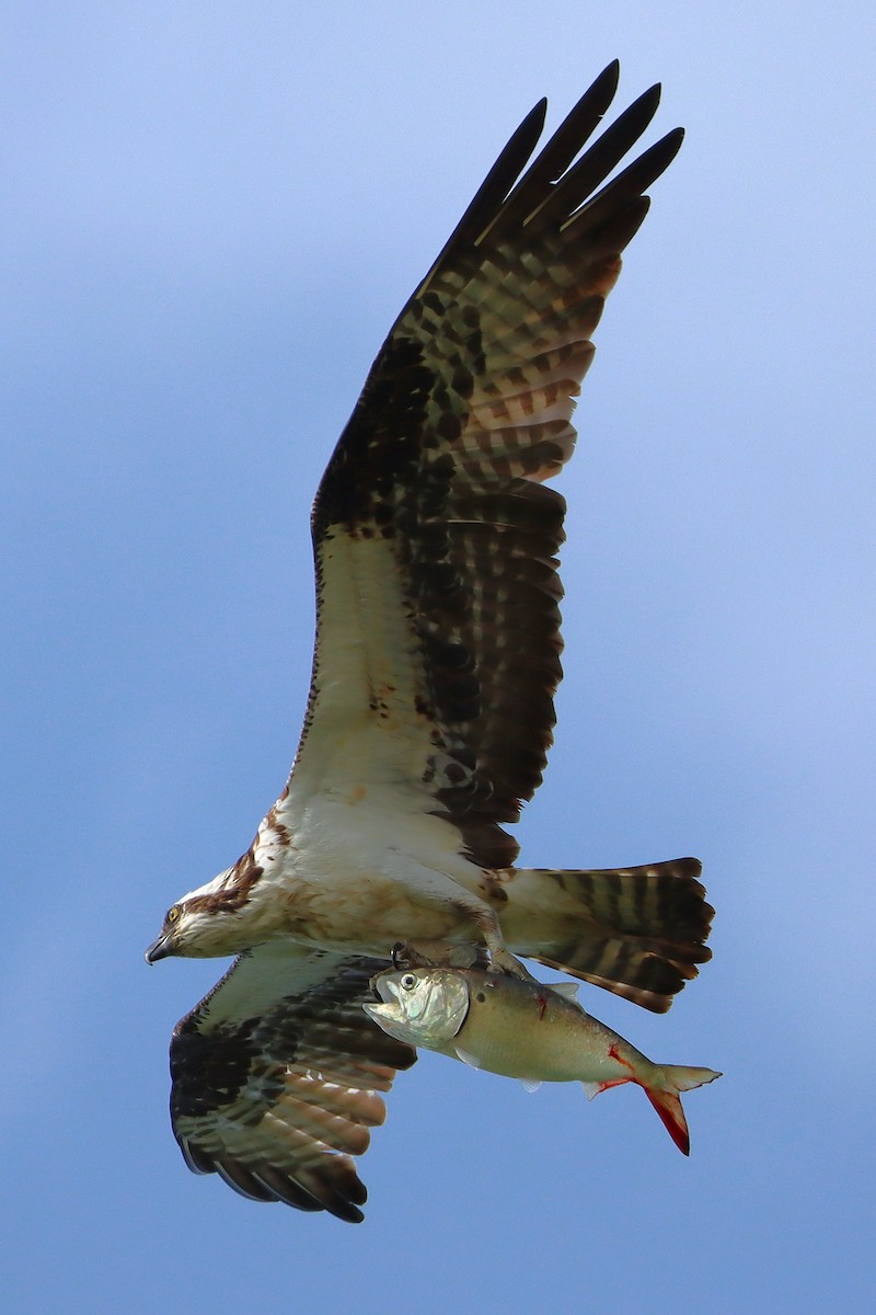 שלך - ML645914842