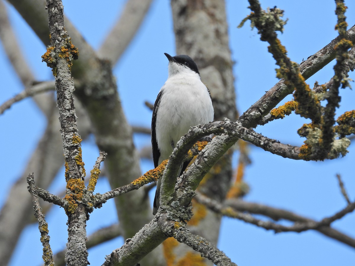 White-winged Triller - ML645914843