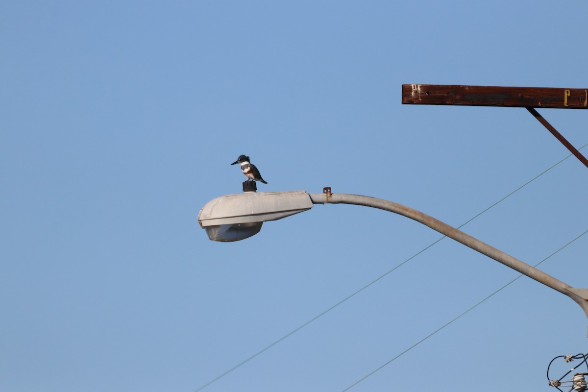 rybařík pruhoprsý - ML645914844