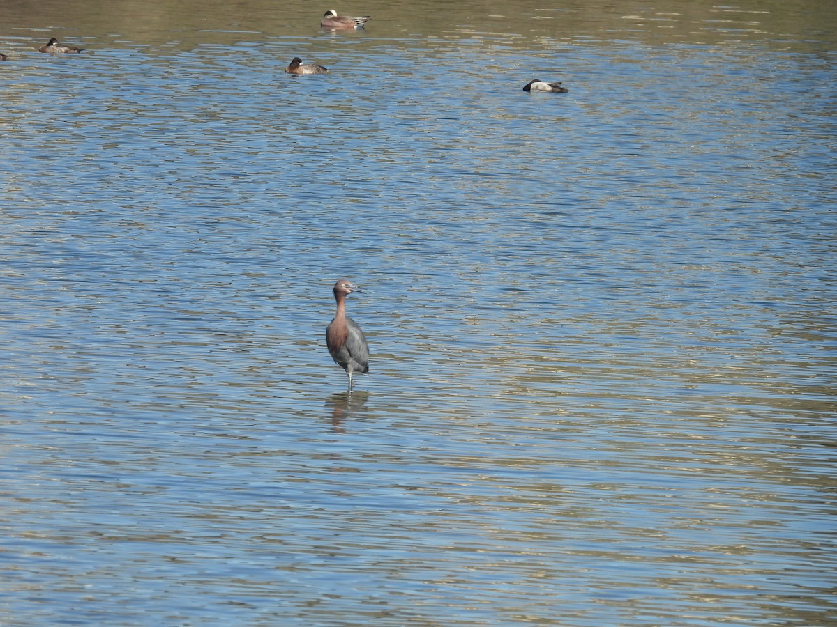 Reddish Egret - ML645914845