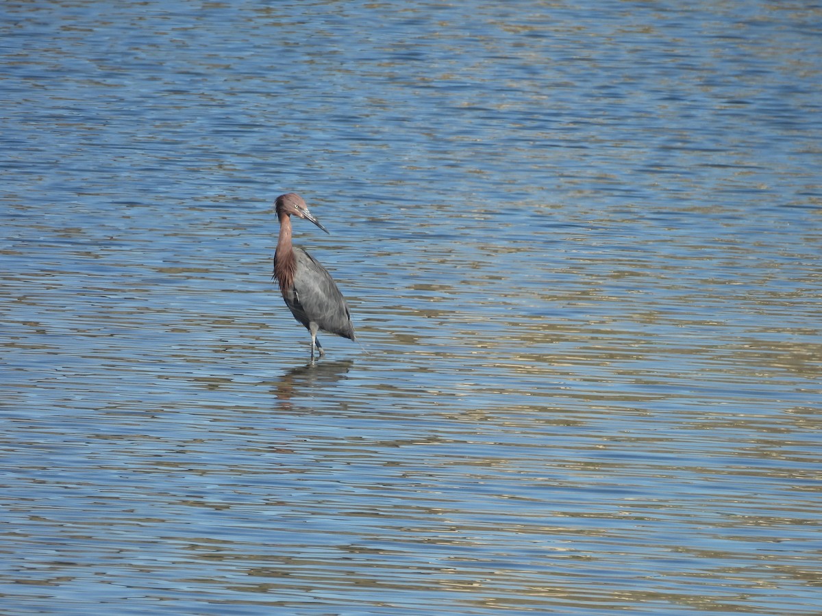 Reddish Egret - ML645914847