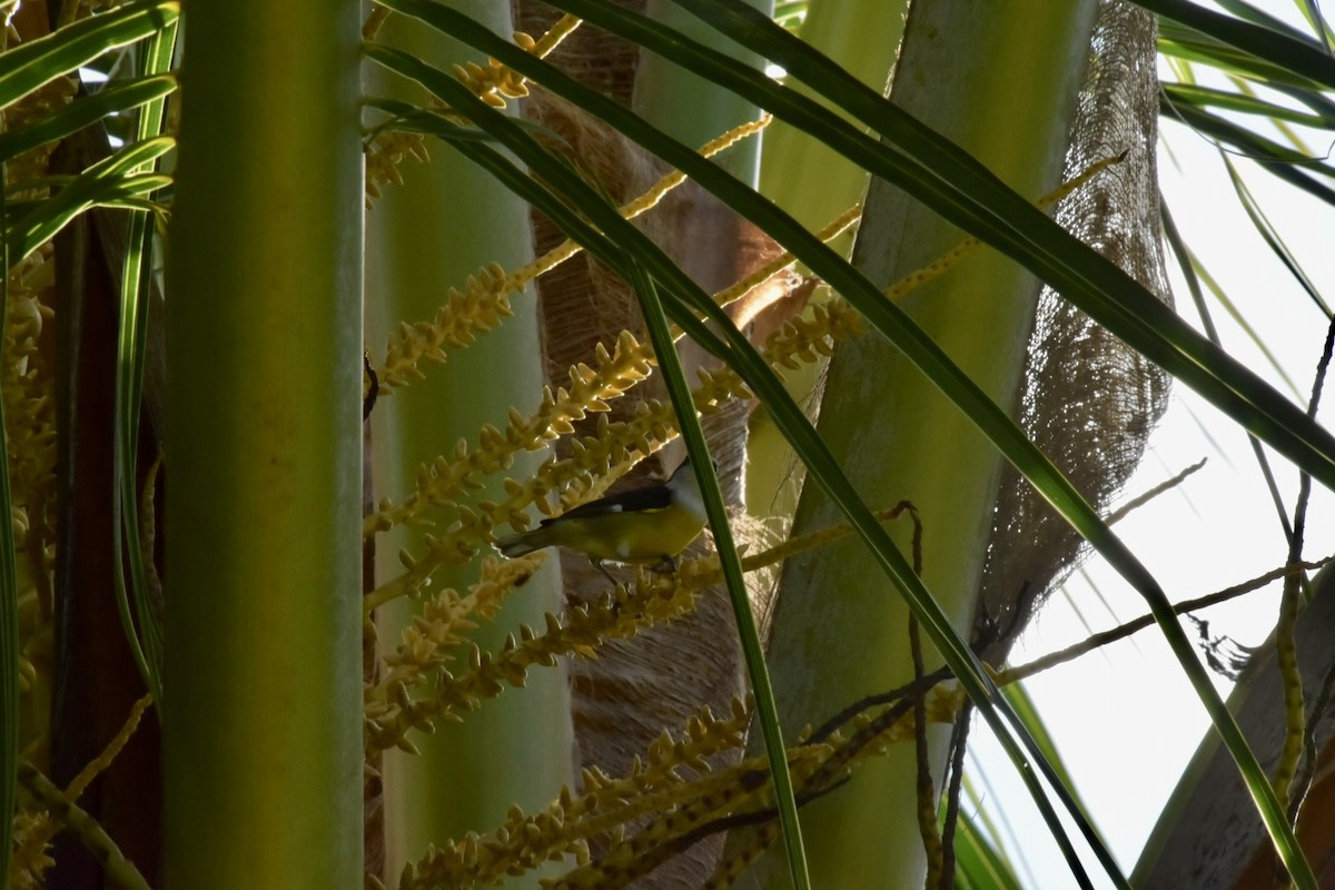 Bananaquit - ML645914848