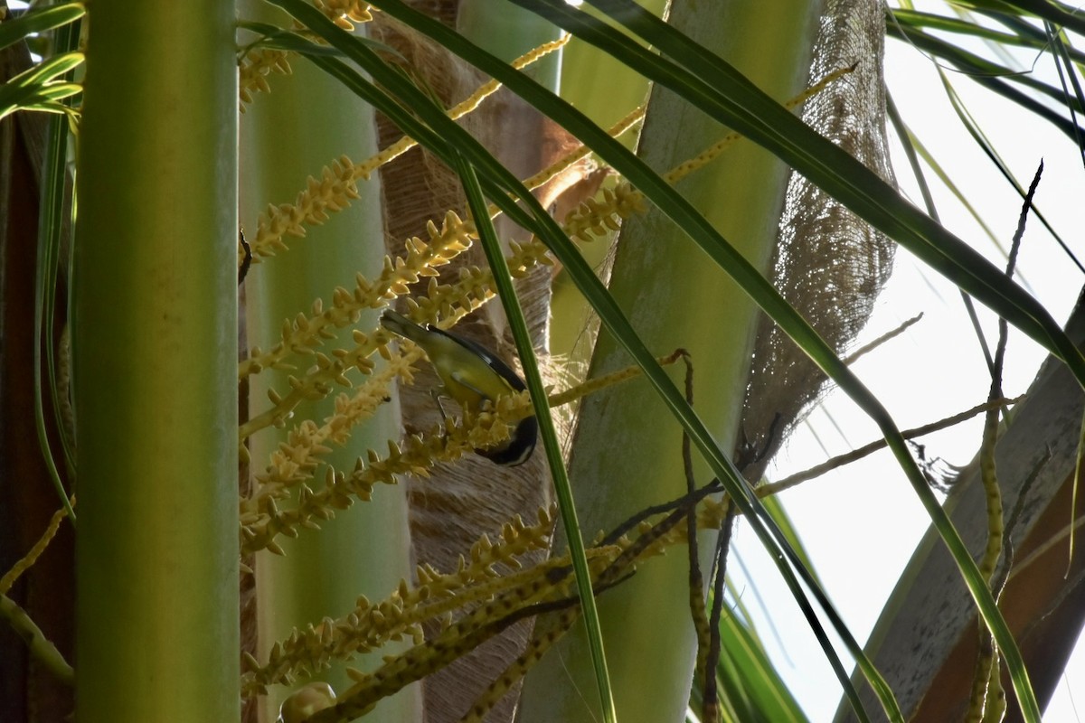 Bananaquit - ML645914849