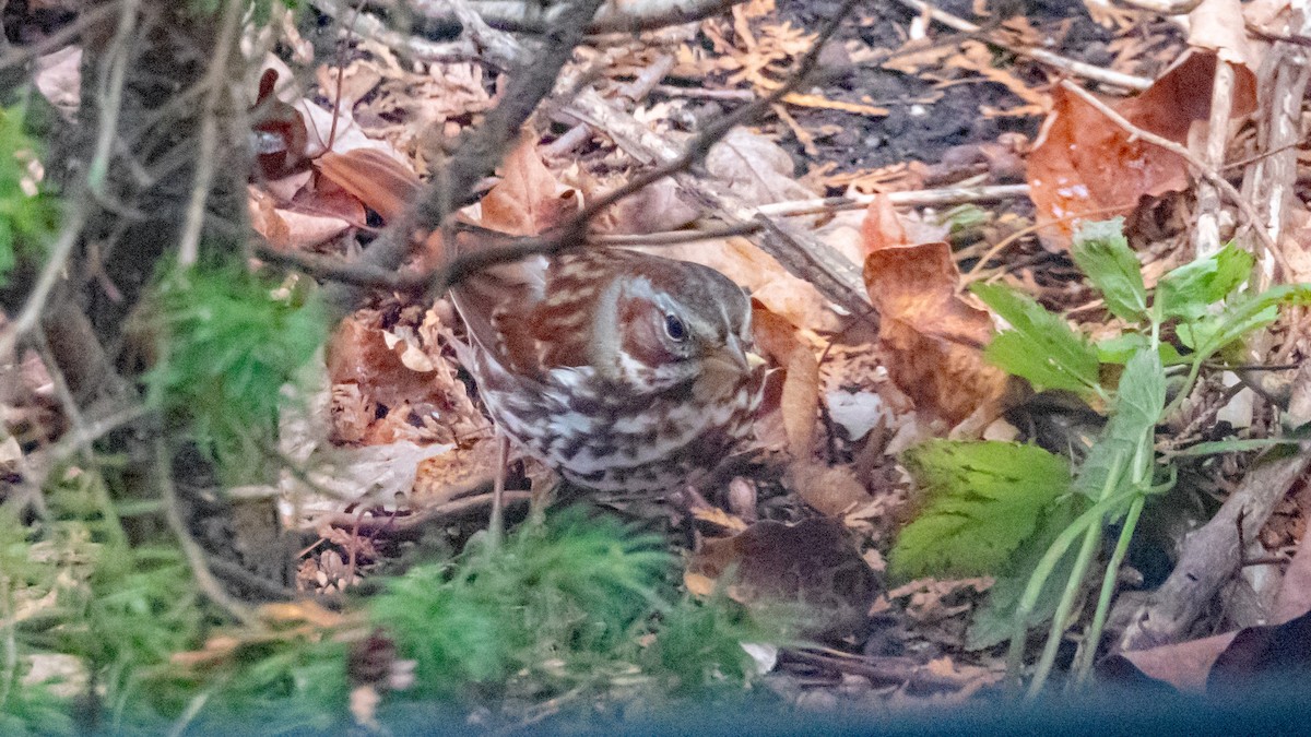 Fox Sparrow - ML645914852