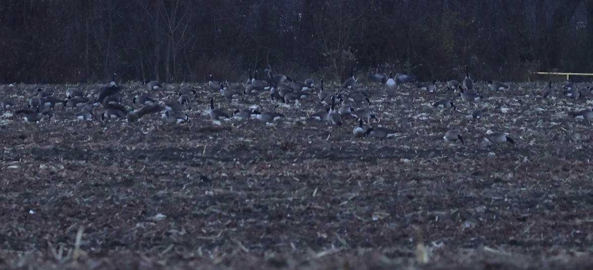 Canada Goose - ML645914856