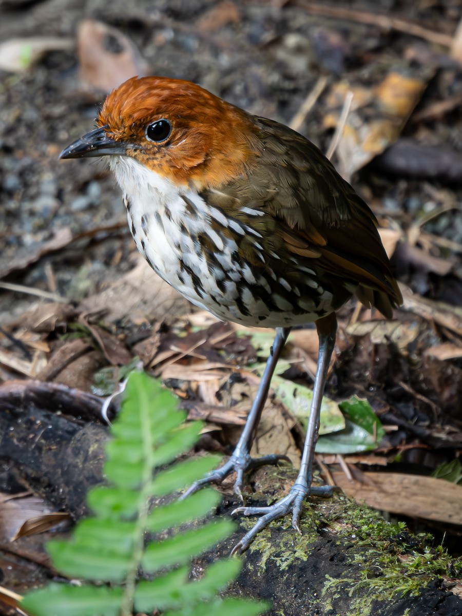 Chestnut-crowned Antpitta - ML645914865