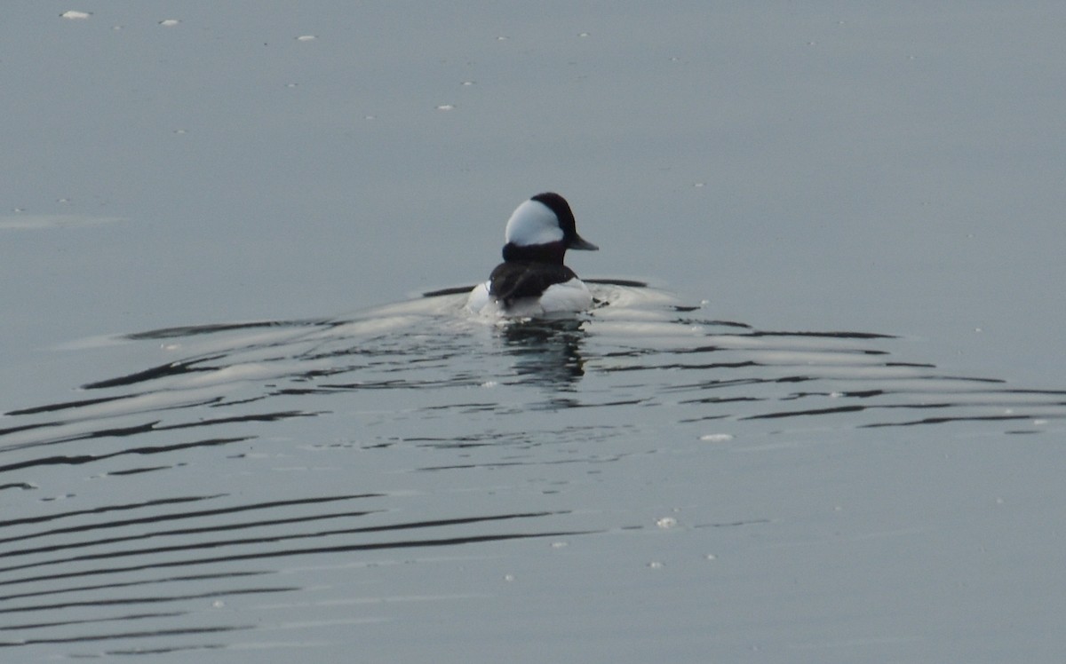 Bufflehead - ML645914866