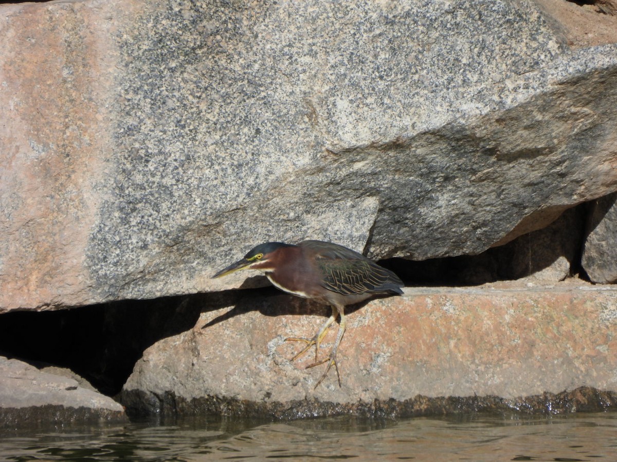 Green Heron - ML645914867