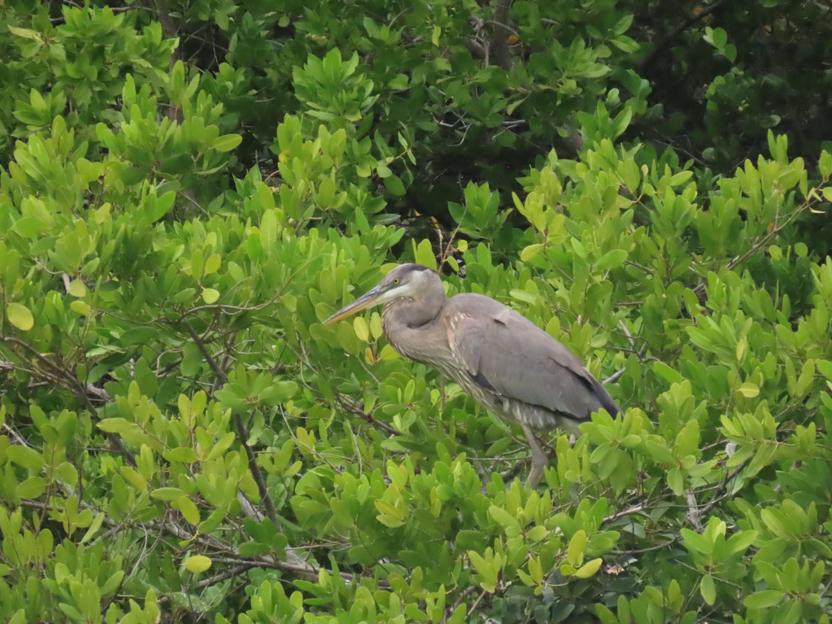 Great Blue Heron - ML645914868