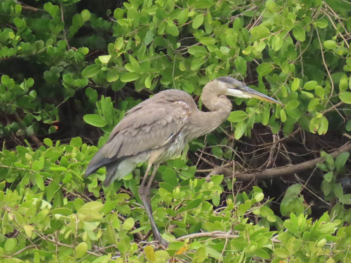 Great Blue Heron - ML645914869