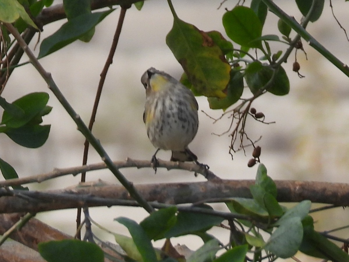 Yellow-rumped Warbler - ML645914870
