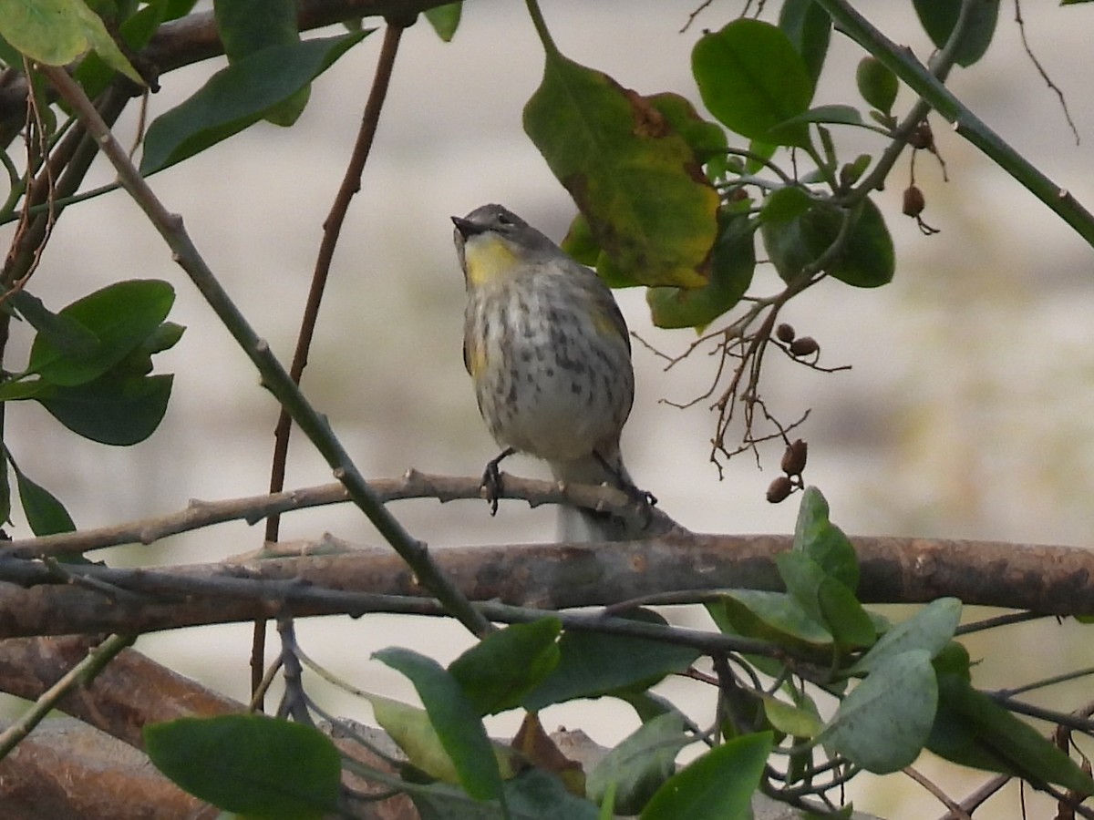 Yellow-rumped Warbler - ML645914871