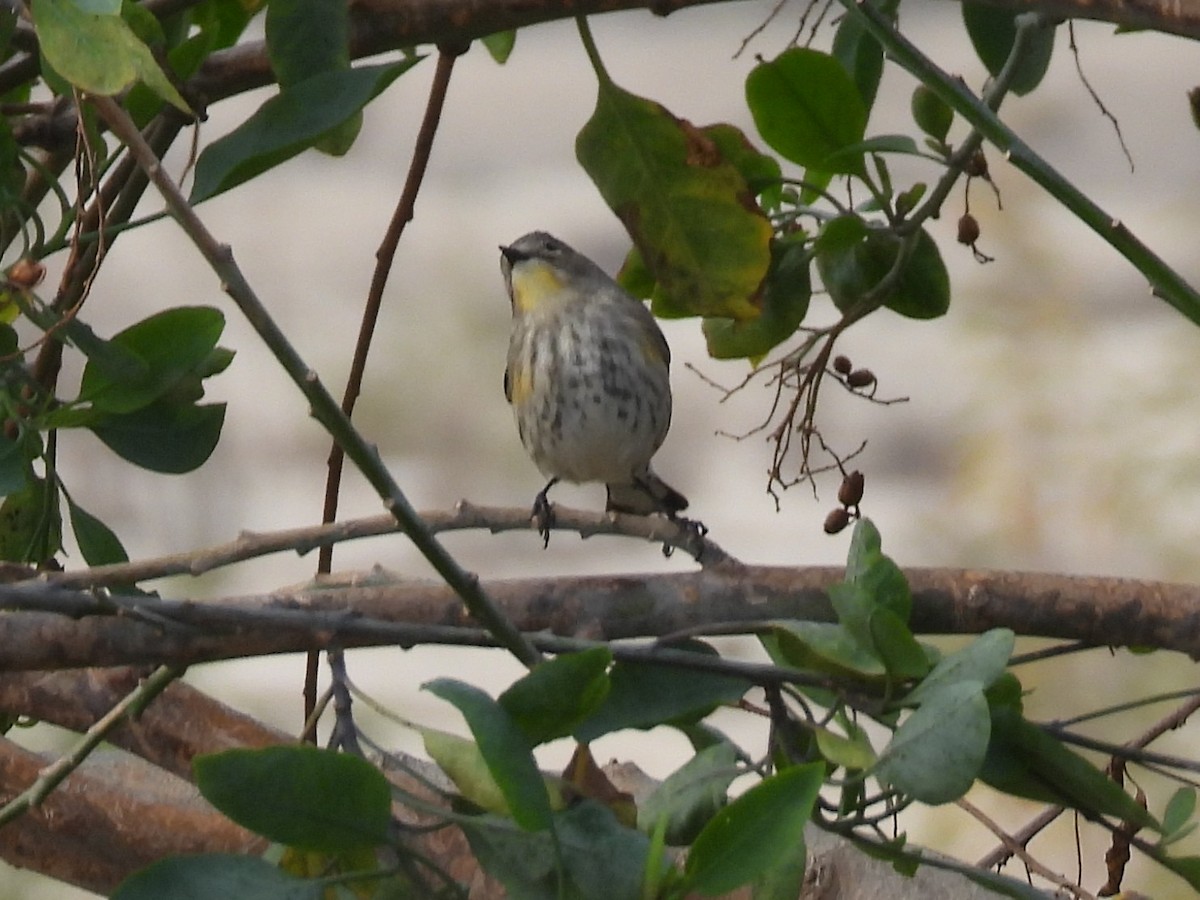 Yellow-rumped Warbler - ML645914872