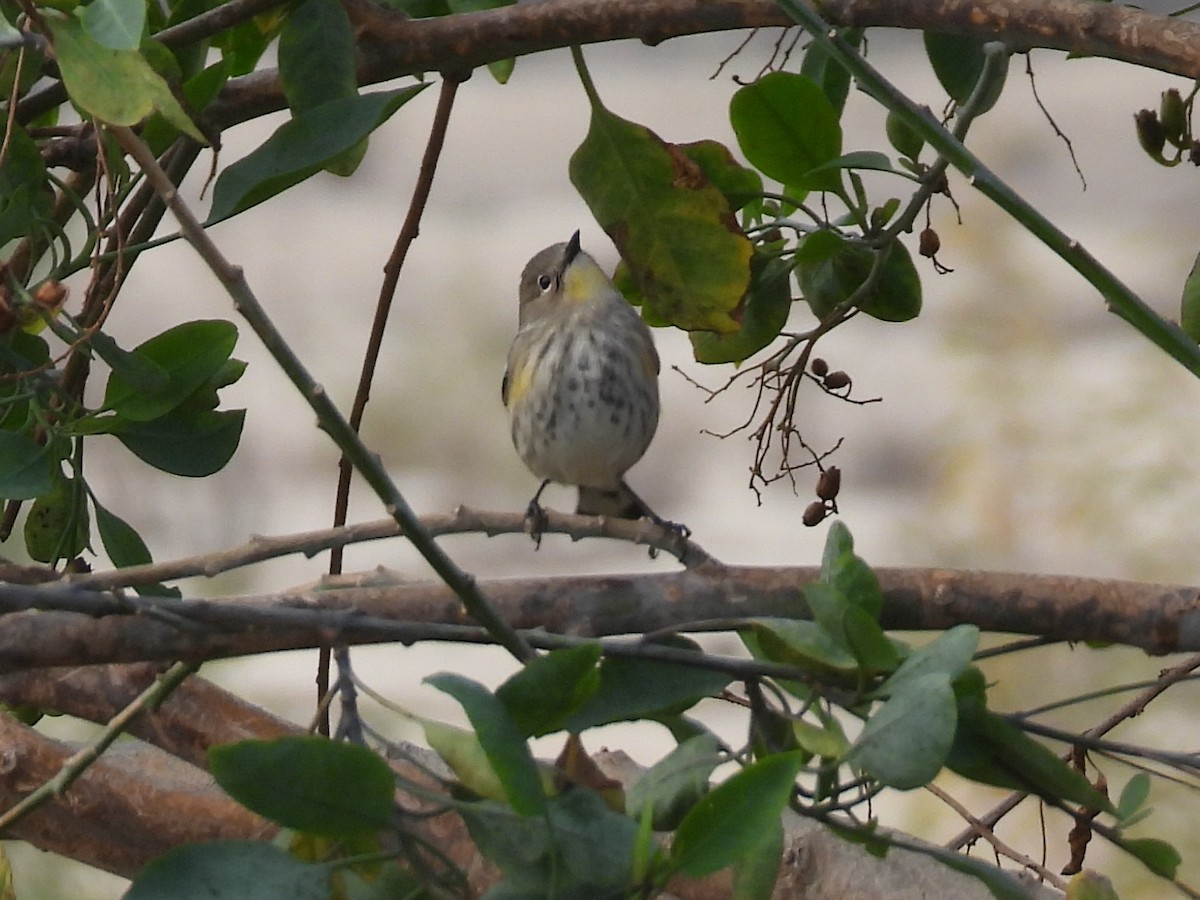 Yellow-rumped Warbler - ML645914873