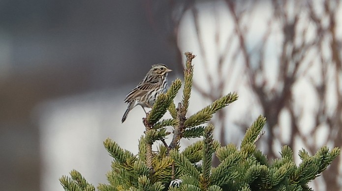 Savannah Sparrow - ML645914874