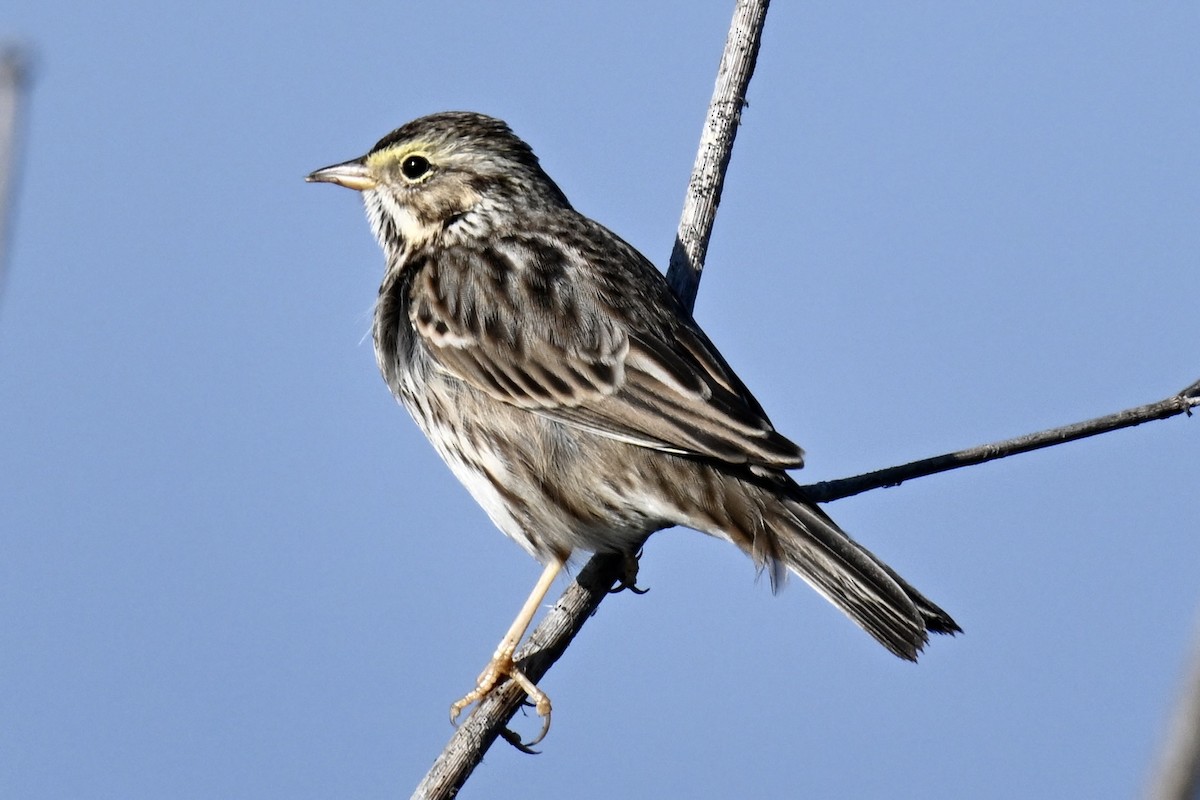Savannah Sparrow - ML645914875