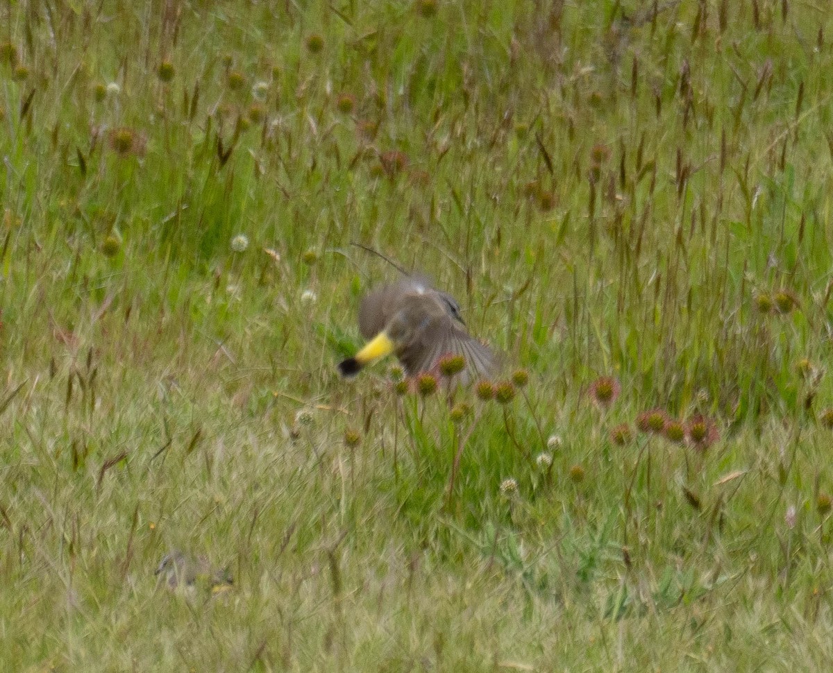 Yellow-rumped Thornbill - ML645914876