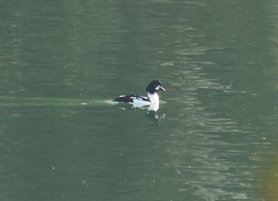 Barrow's Goldeneye - ML645914877
