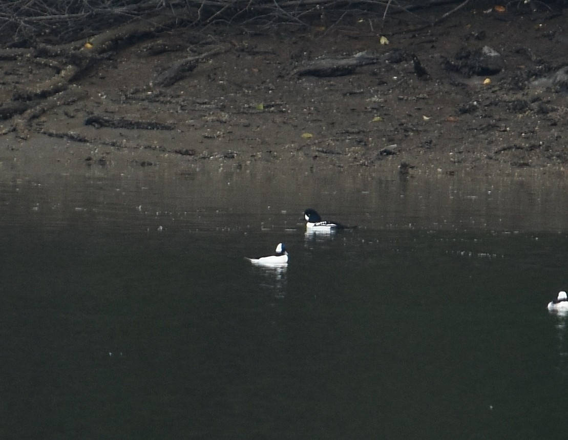 Barrow's Goldeneye - ML645914878