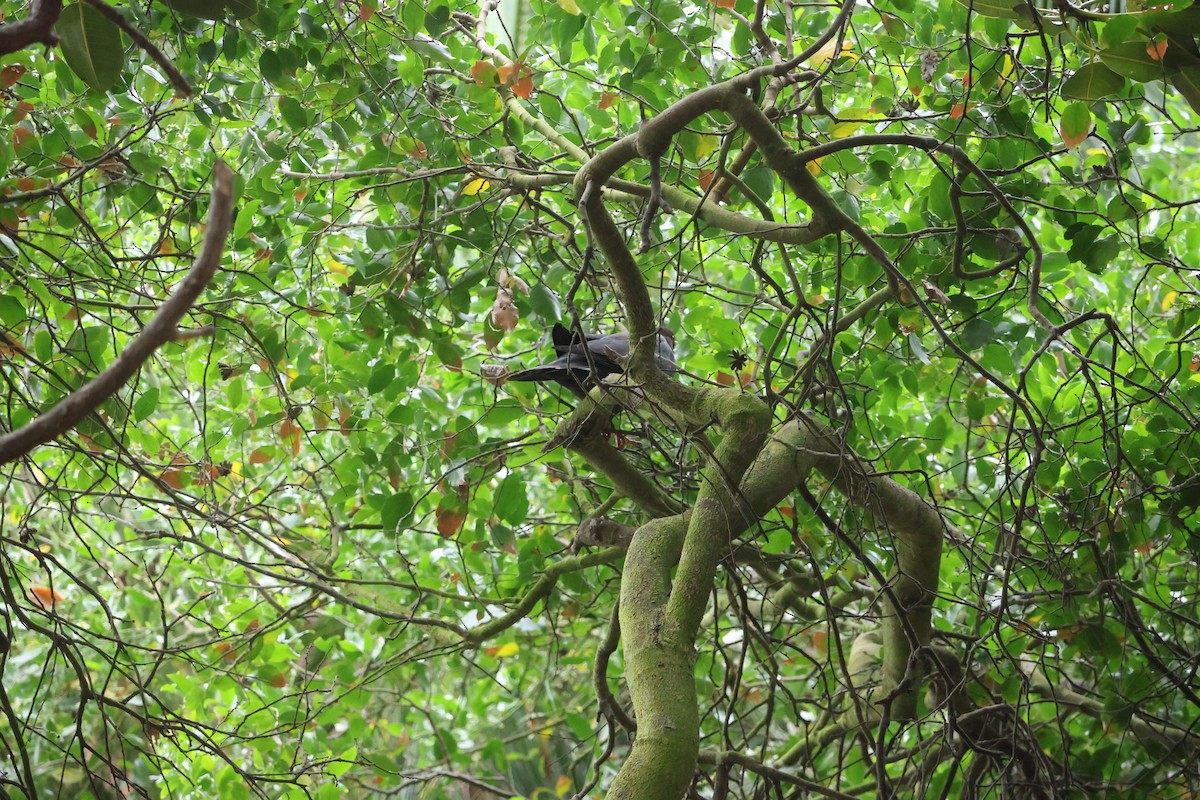 Chilean Pigeon - ML645914880