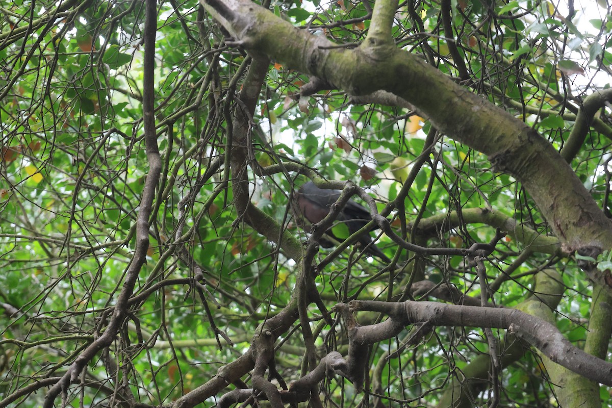 Chilean Pigeon - ML645914881